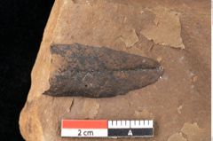 Foto (Detailsansicht) von Quercus palaeoilex Ettingshausen (NHMW-GEO-2024-0188-0872)